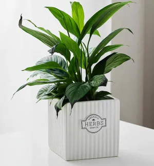 Square White Ceramic Herb Planter with Vertical Ridges